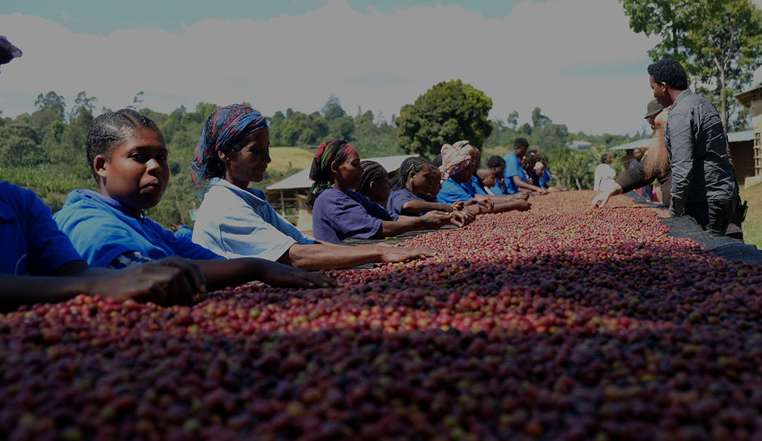 A New Release from Ethiopia