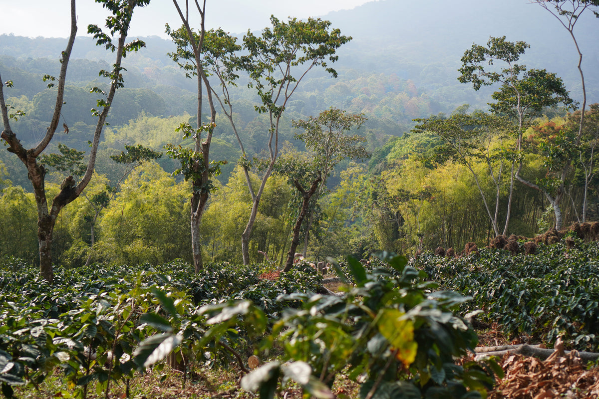 Celebrate Guatemalan Independence Day with Coffee from Guatemala