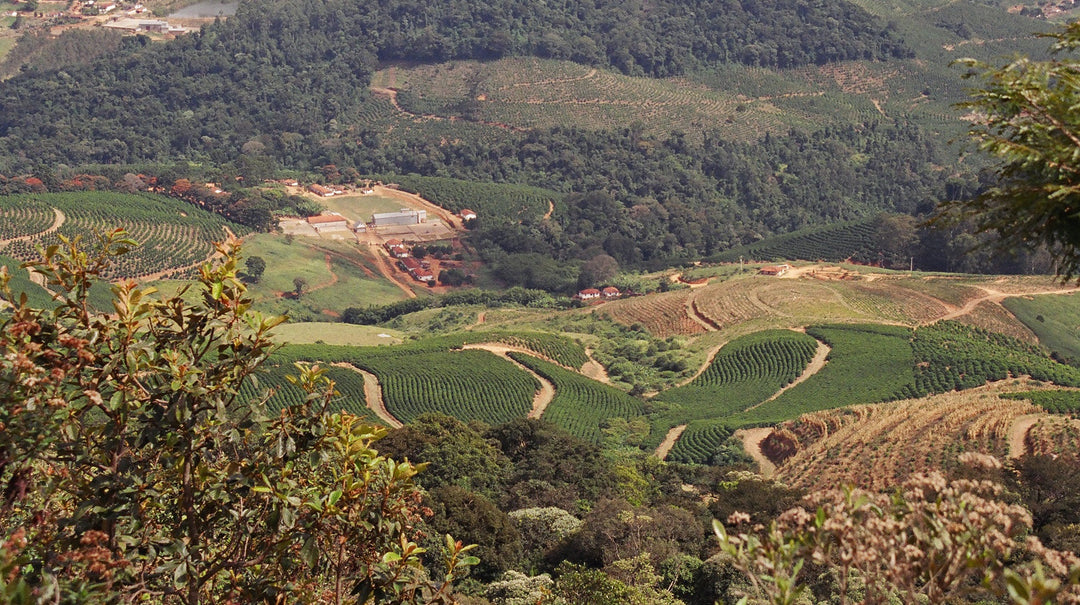 Nossa Familia Coffee Family Farm in Brazil