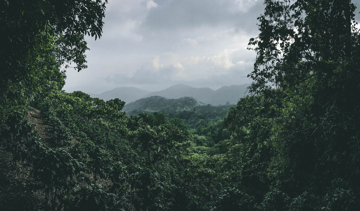 Coffees from Guatemala
