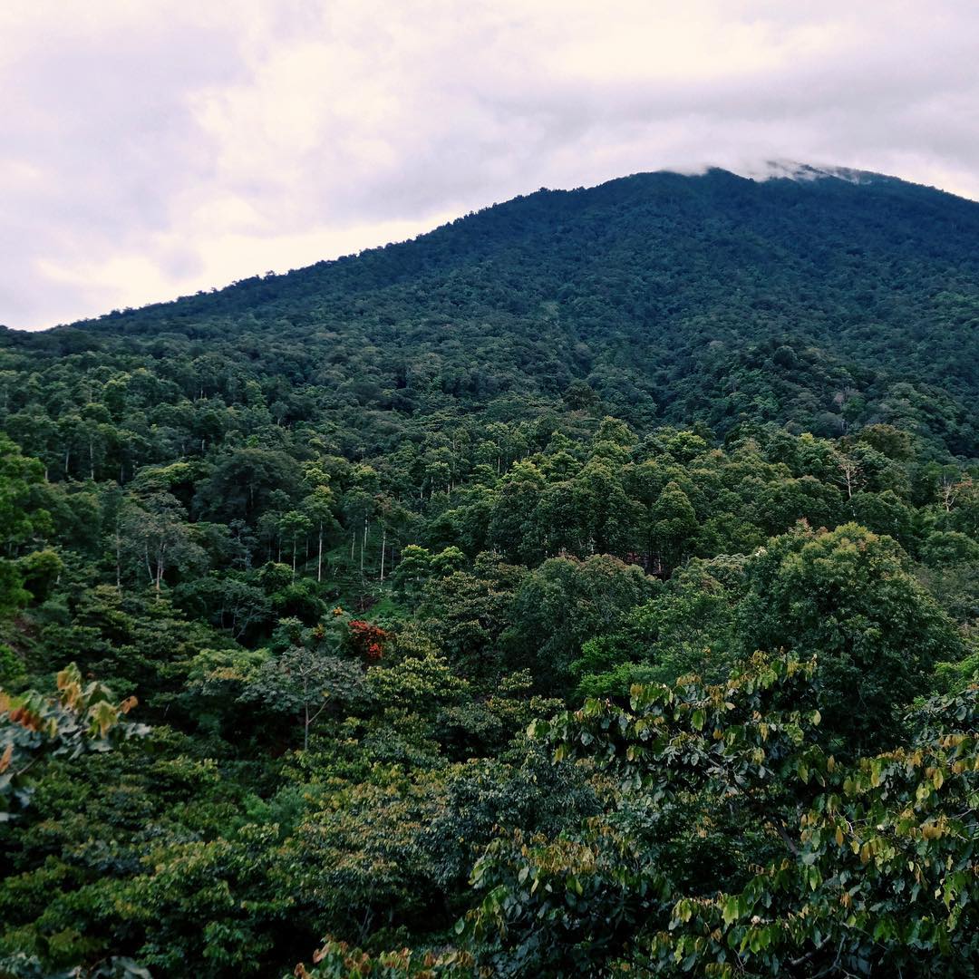 Coffee farm scene at Finca San Jerónimo Miramar, Guatemala – Nossa Familia Coffee