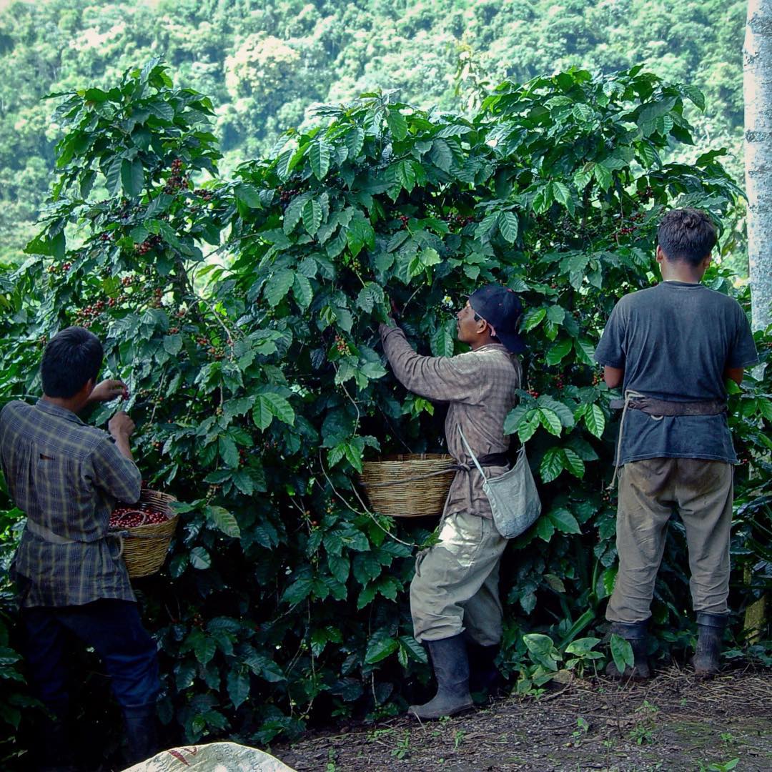 View of Finca San Jerónimo Miramar coffee farm, Guatemala – Nossa Familia Coffee