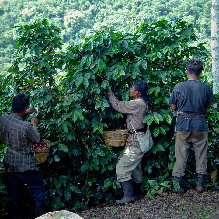 View of Finca San Jerónimo Miramar coffee farm, Guatemala – Nossa Familia Coffee