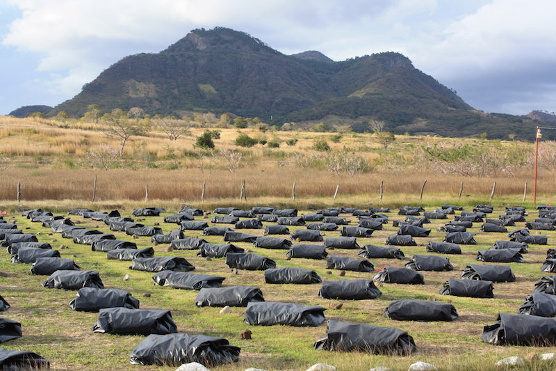 Coffee farm scene at Finca San Jose de las Nubes, Nicaragua – Nossa Familia Coffee