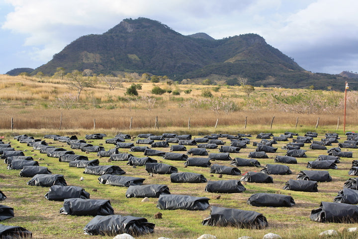 Coffee farm scene at Finca San Jose de las Nubes, Nicaragua – Nossa Familia Coffee