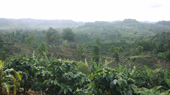 Finca San Jose de las Nubes coffee origin, Nicaragua – Nossa Familia Coffee