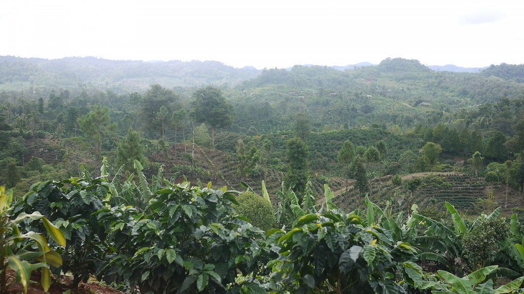 Finca San Jose de las Nubes coffee farm, Nicaragua – Nossa Familia Coffee